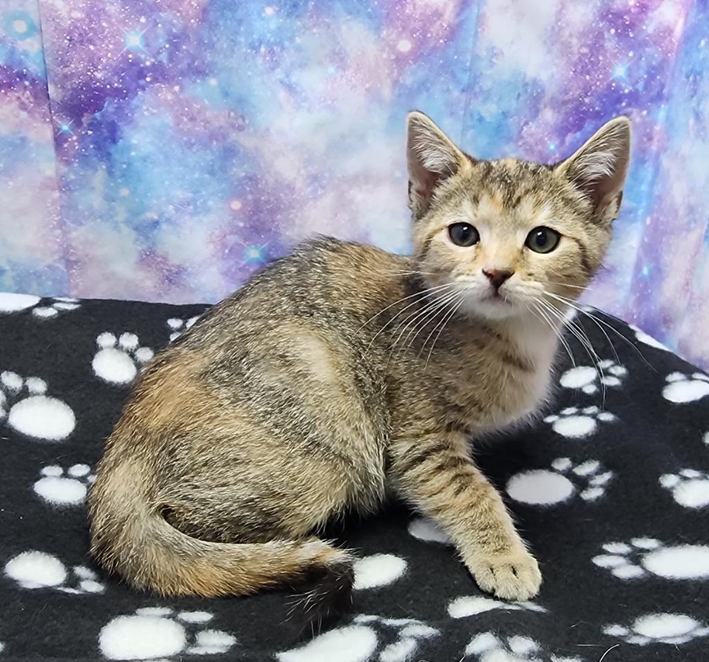 Dolly, Adoptable, Kitten Female Domestic Short Hair.