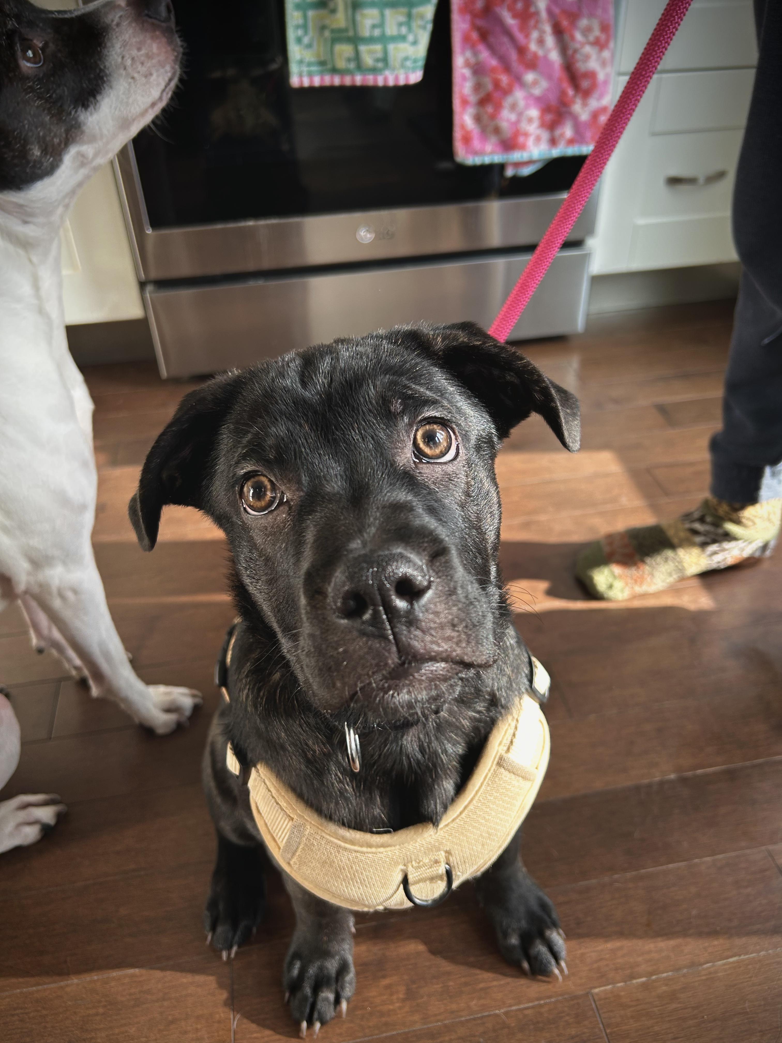 Pip, a ADOPTABLE mixed breed in Mississauga, ON image 1/6