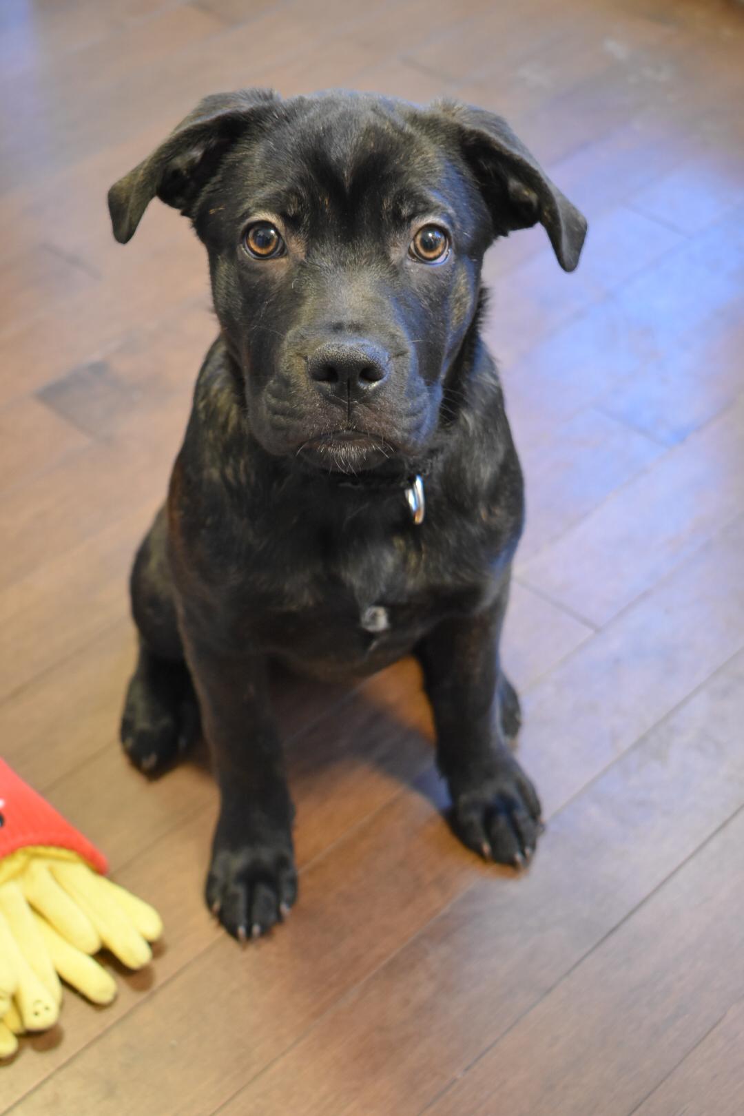 Pip, a ADOPTABLE mixed breed in Mississauga, ON image 4/6