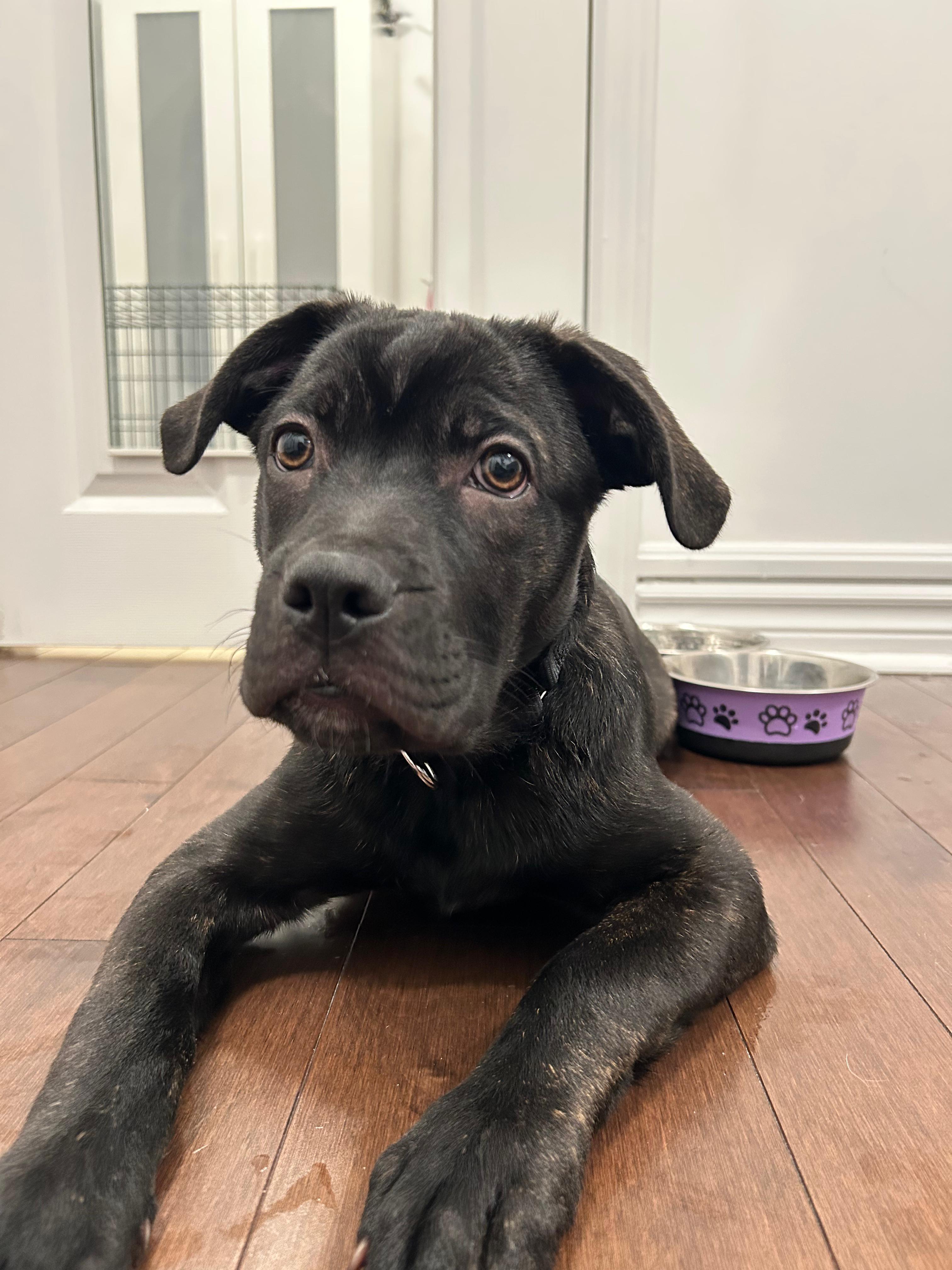 Pip, a ADOPTABLE mixed breed in Mississauga, ON image 3/6