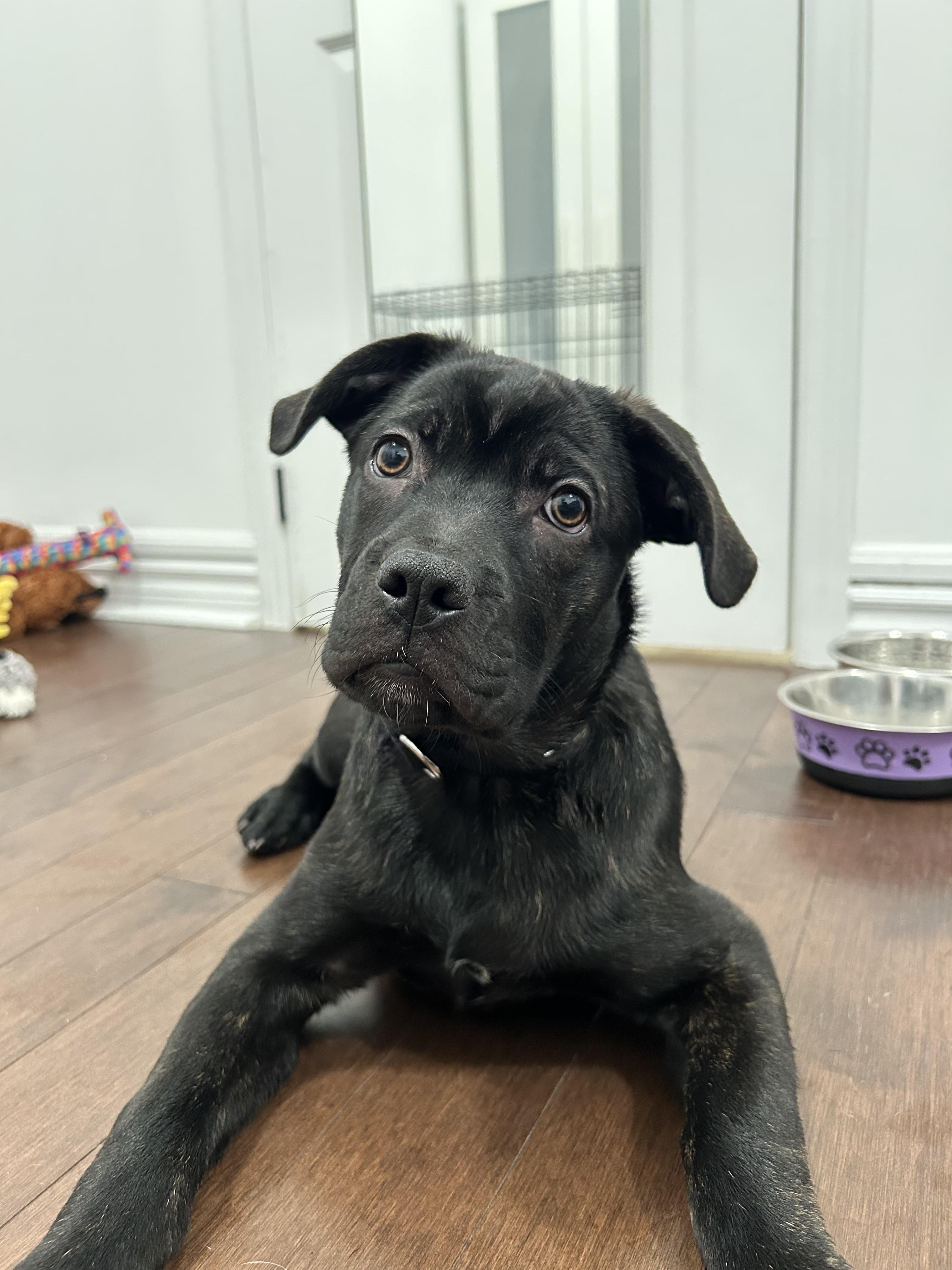 Pip, a ADOPTABLE mixed breed in Mississauga, ON image 5/6