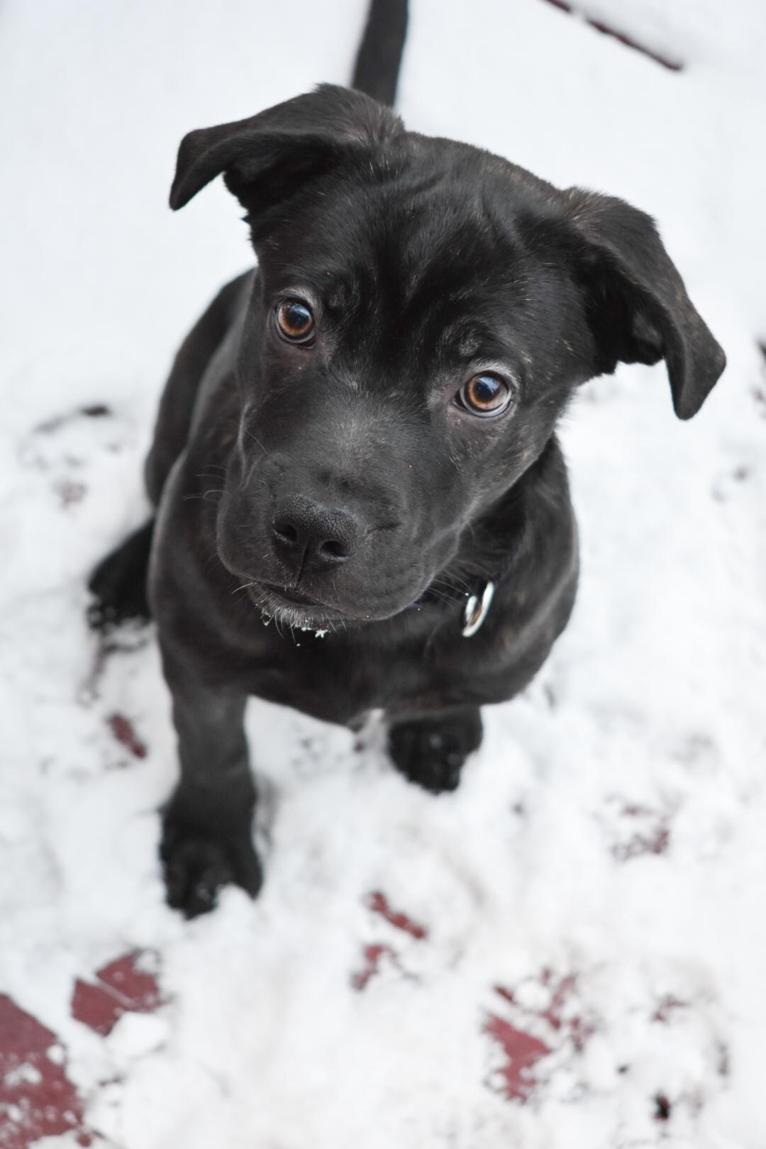 Pip, a ADOPTABLE mixed breed in Mississauga, ON image 2/6