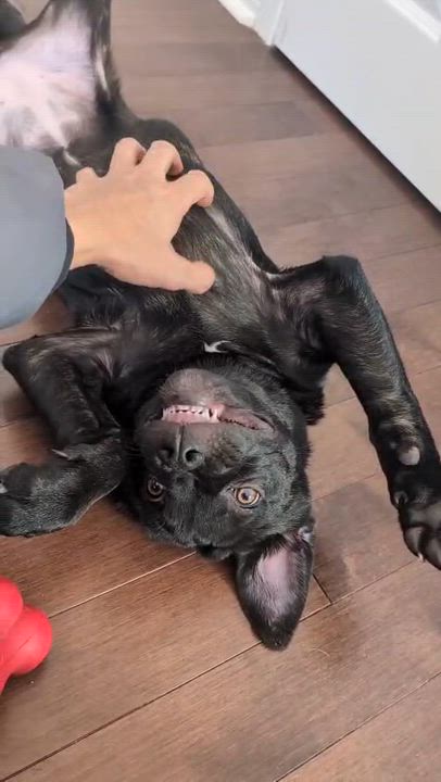 Enlarge Pip, a ADOPTABLE mixed breed in Mississauga, ON video 6/6