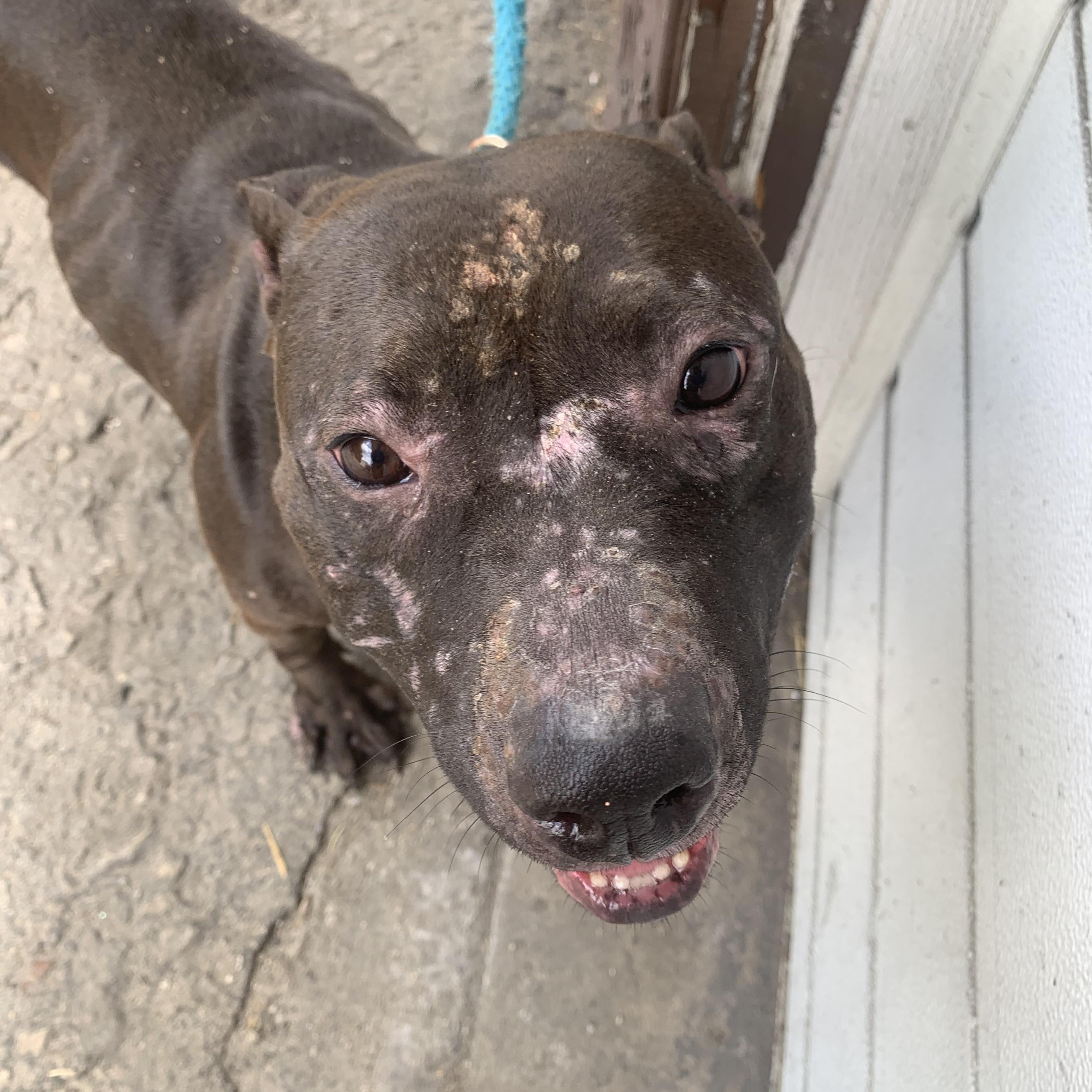 Aspen, Adult Female Pit Bull Terrier