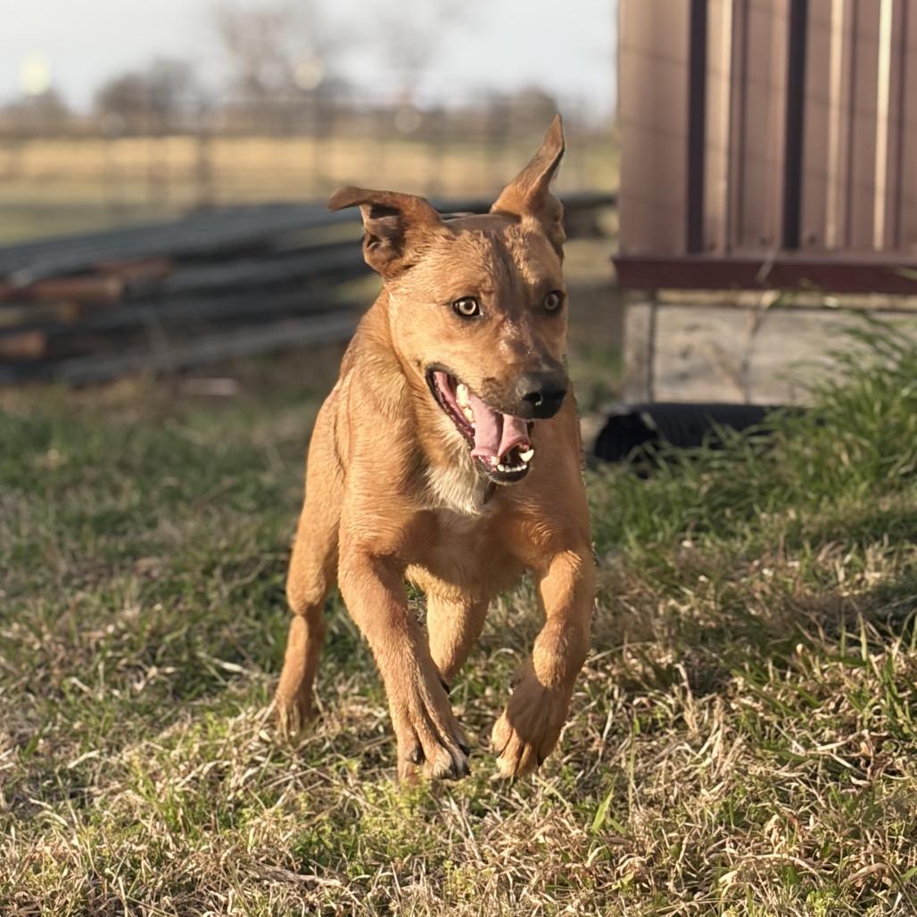Enlarge Brock, a Adoptable mixed breed in Ennis, TX image 1/6
