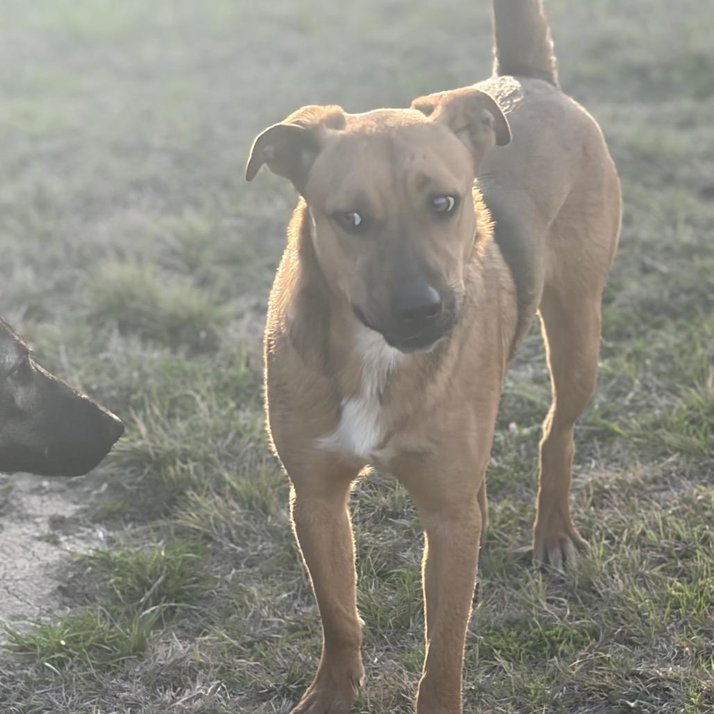 Enlarge Brock, a Adoptable mixed breed in Ennis, TX image 4/6