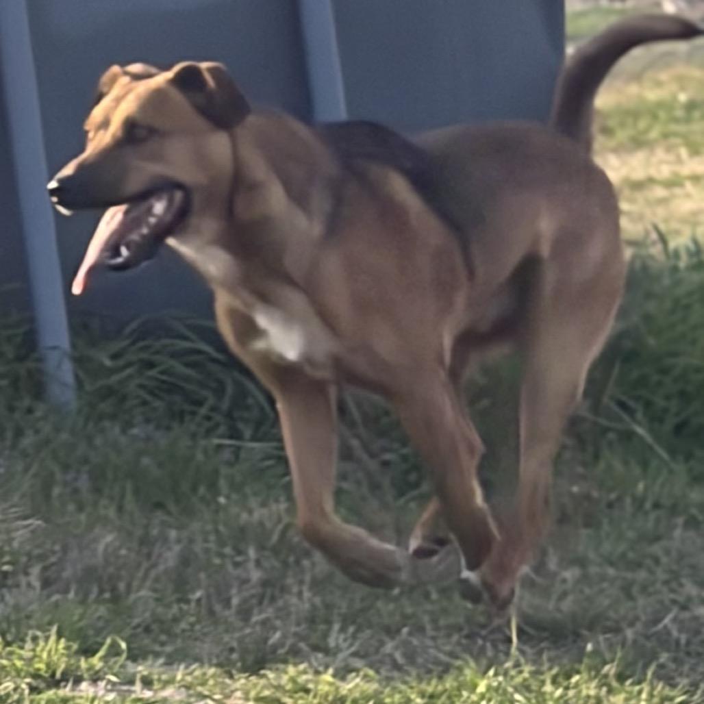 Enlarge Brock, a Adoptable mixed breed in Ennis, TX image 5/6