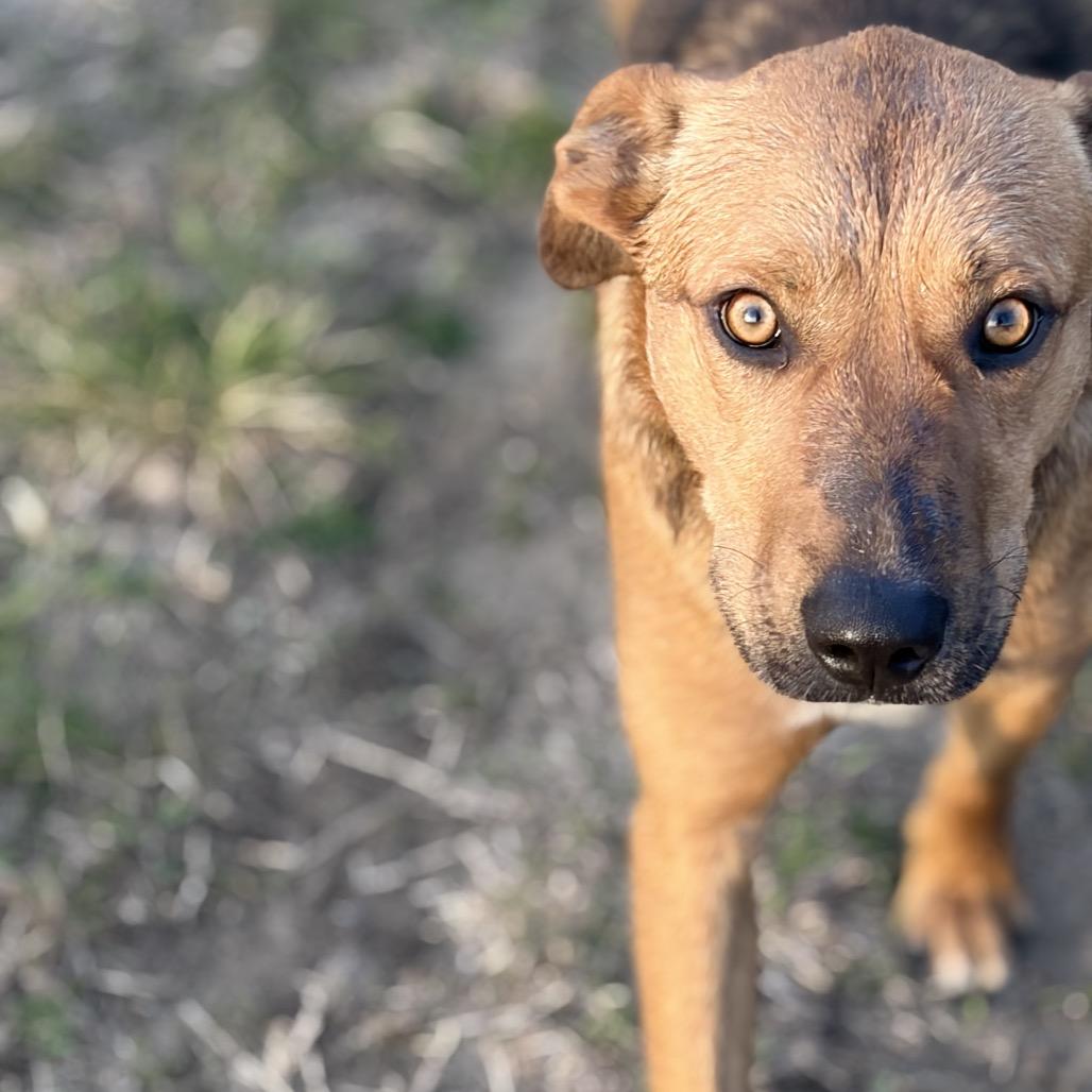 Brock, Adoptable, Adult Male Black Mouth Cur.