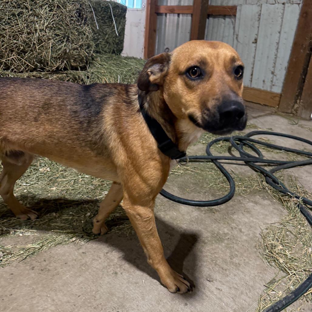 Enlarge Brock, a Adoptable mixed breed in Ennis, TX image 6/6