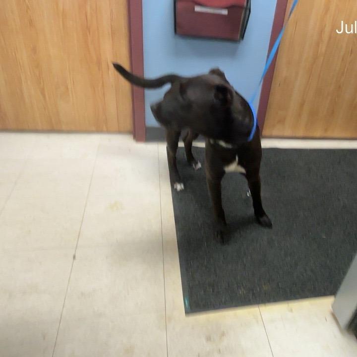 Enlarge Rocky Ray, a Adoptable mixed breed in St Joseph, MO image 1/4