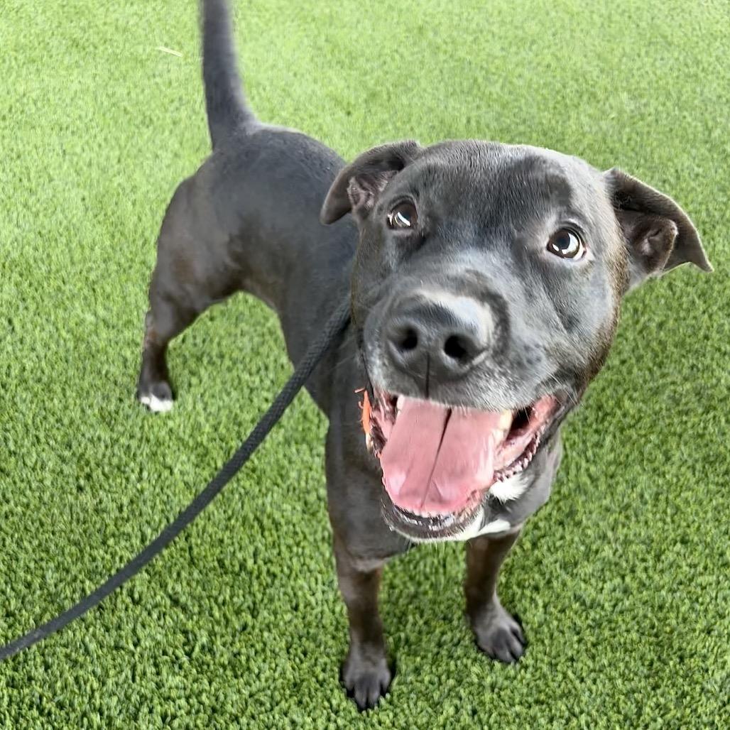 Rocky Ray, Adoptable, Adult Male Labrador Retriever & Mixed Breed.