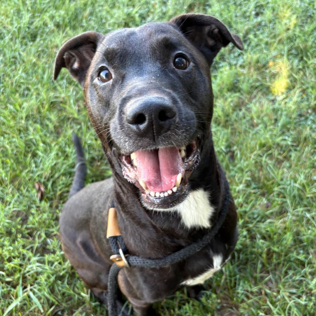 Enlarge Rocky Ray, a Adoptable mixed breed in St Joseph, MO image 2/4