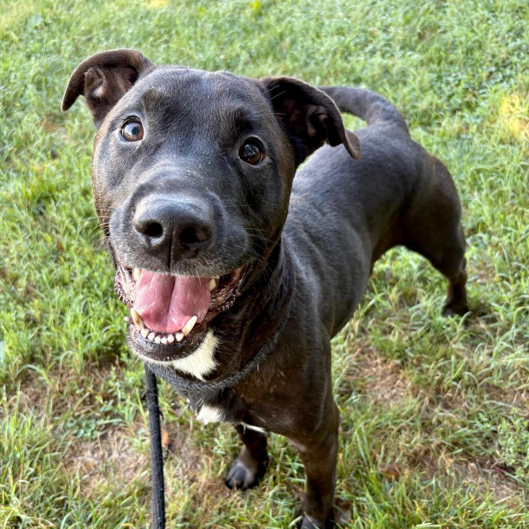 Enlarge Rocky Ray, a Adoptable mixed breed in St Joseph, MO image 3/4