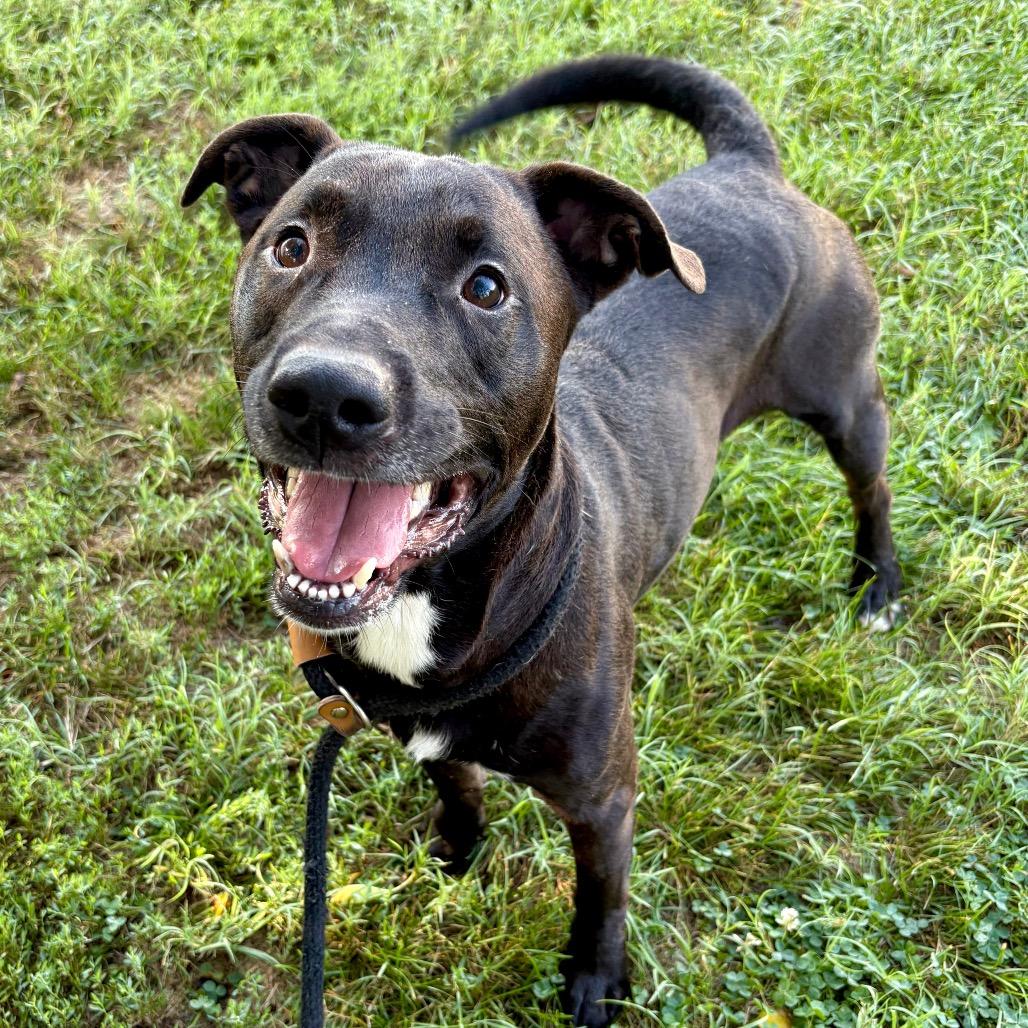 Enlarge Rocky Ray, a Adoptable mixed breed in St Joseph, MO image 4/4