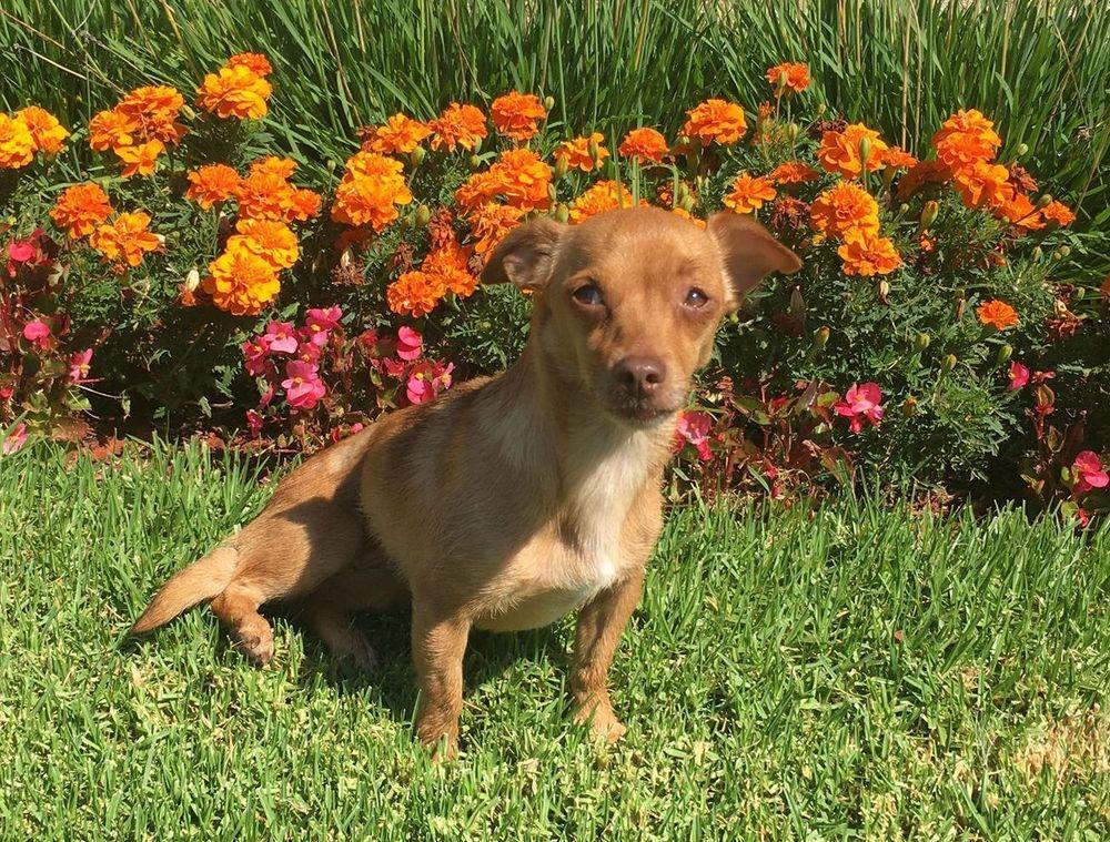 Soxy, Adoptable, Young Female Chihuahua & Dachshund.