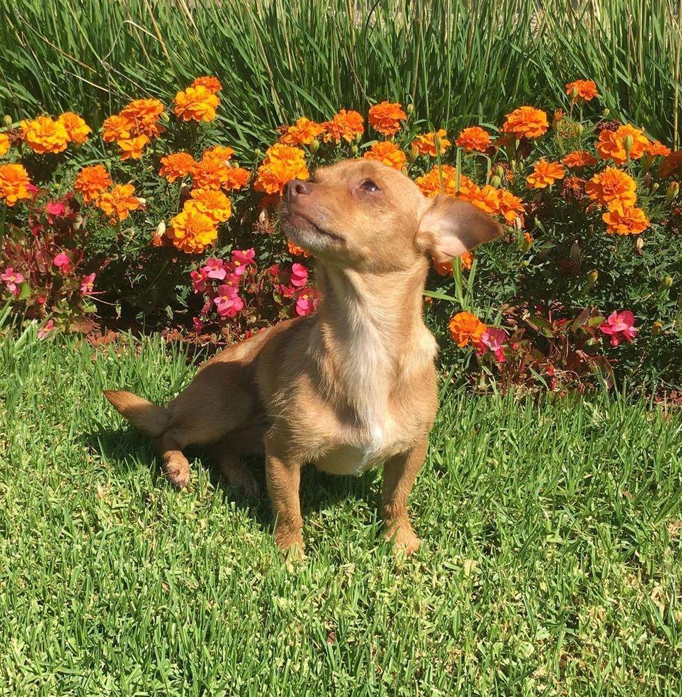 Soxy, a Adoptable mixed breed in Mission Viejo, CA image 2/6