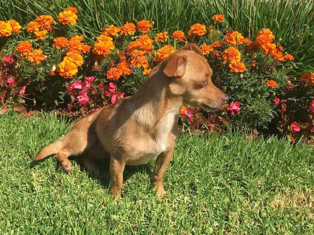 Soxy, a Adoptable mixed breed in Mission Viejo, CA image 3/6