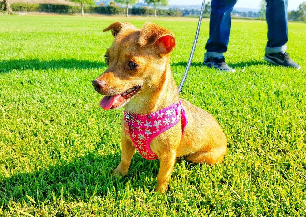 Soxy, a Adoptable mixed breed in Mission Viejo, CA image 4/6
