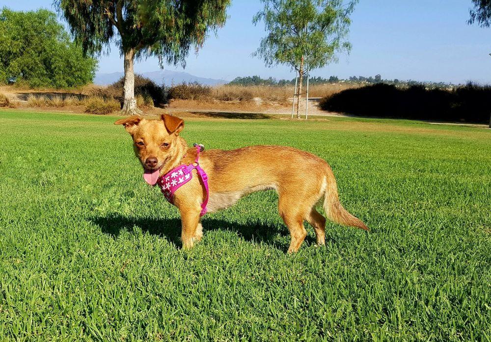 Soxy, a Adoptable mixed breed in Mission Viejo, CA image 5/6