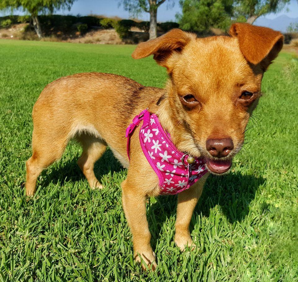 Soxy, a Adoptable mixed breed in Mission Viejo, CA image 6/6