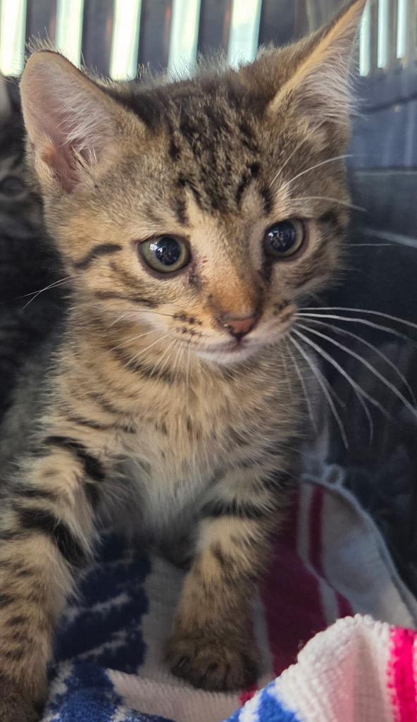 Cleo, Adoptable, Kitten Female Domestic Short Hair.