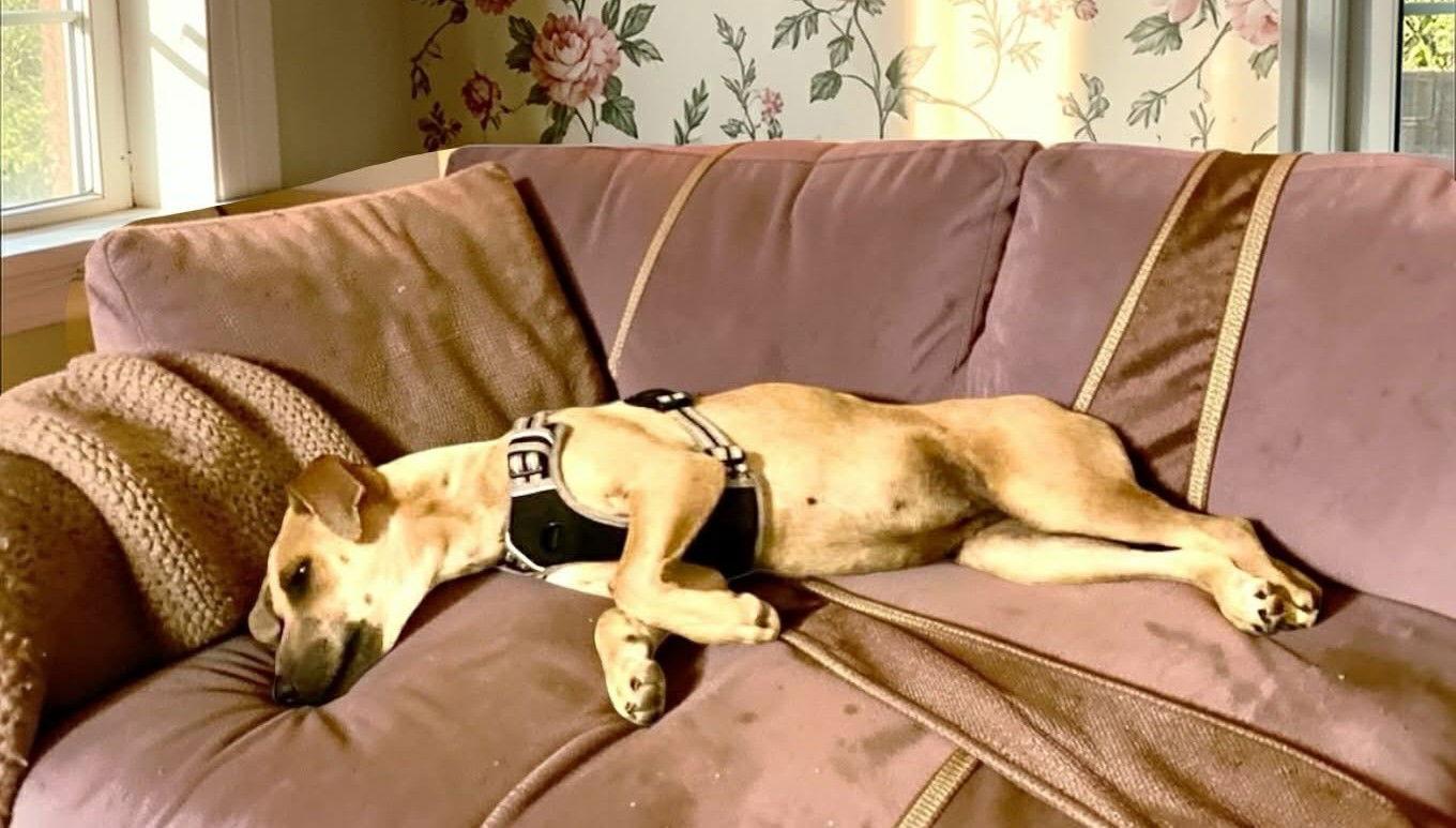 Enlarge Luna Margarita, a Adoptable Feist in Saunderstown, RI image 1/2