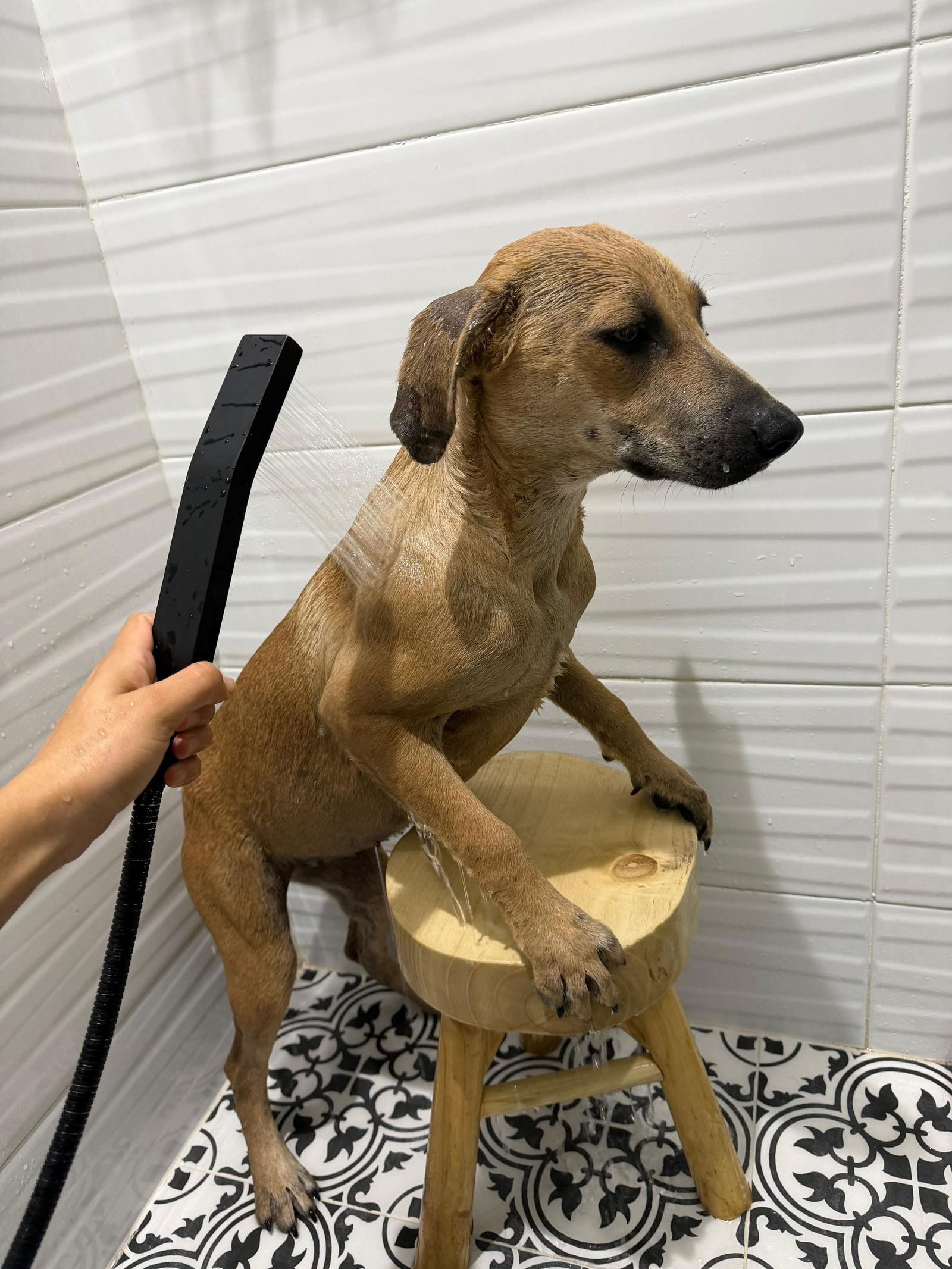 Enlarge Luna Margarita, a Adoptable Feist in Saunderstown, RI image 2/2