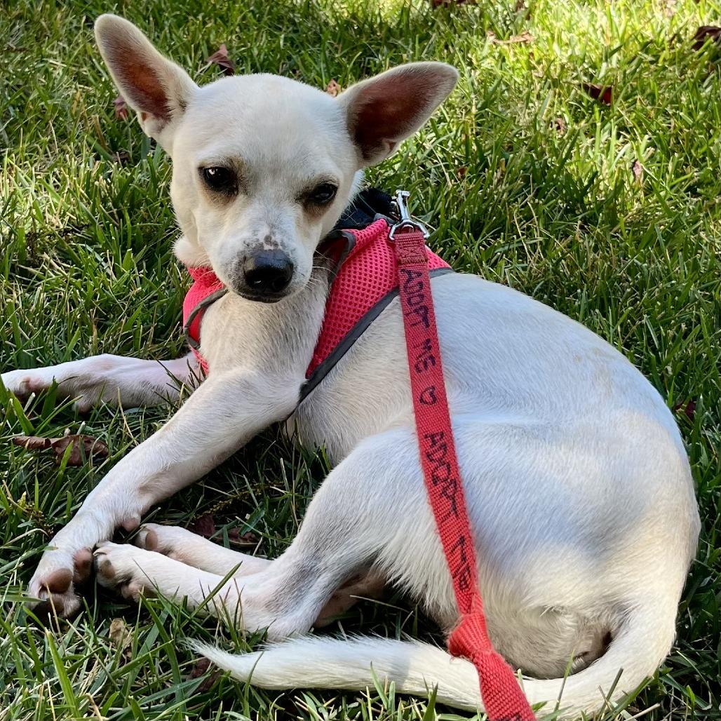 Peanut, a Adoptable Chihuahua in Sonoma, CA image 1/5