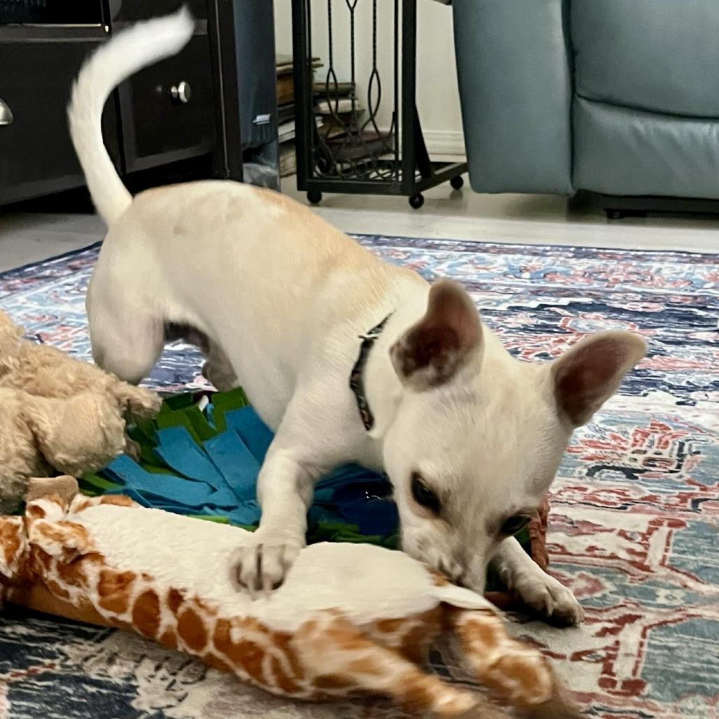 Enlarge Peanut, a Adoptable Chihuahua in Sonoma, CA image 3/5