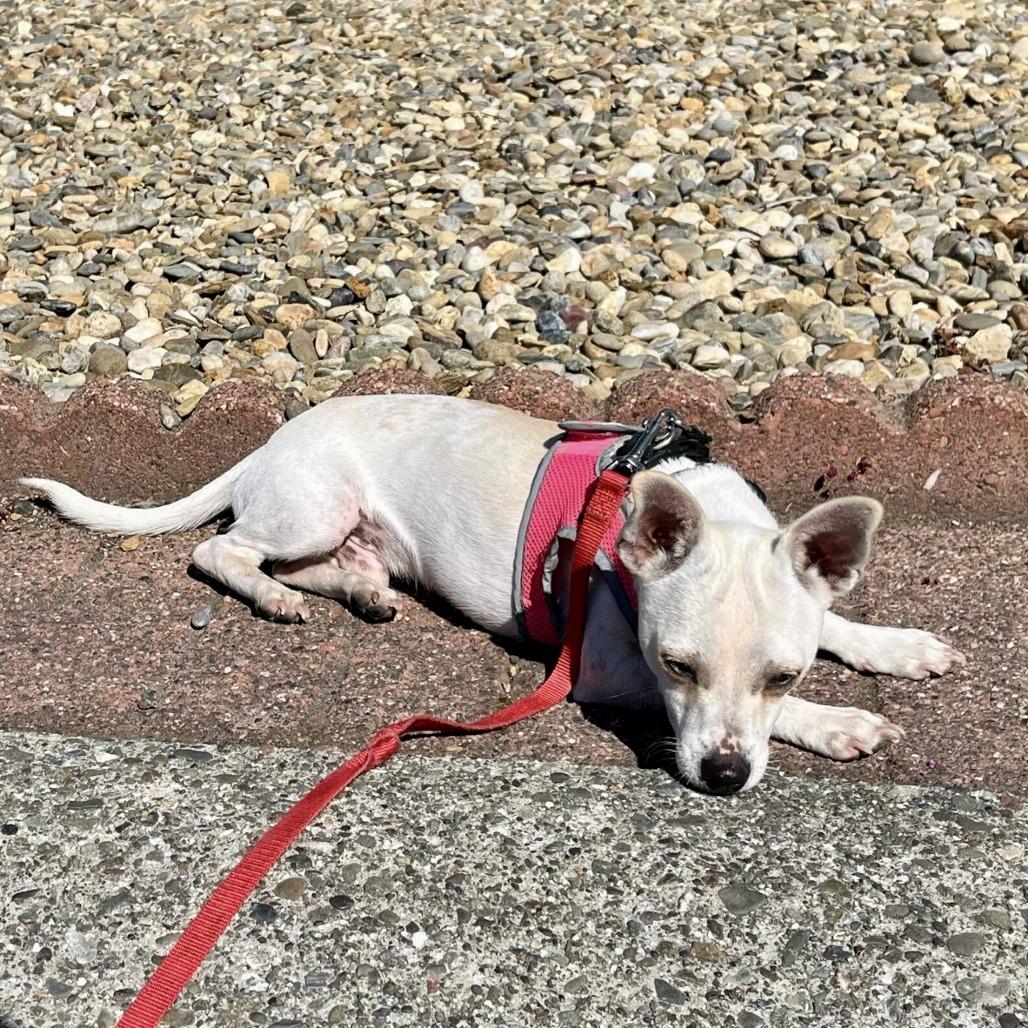 Peanut, a Adoptable Chihuahua in Sonoma, CA image 3/5