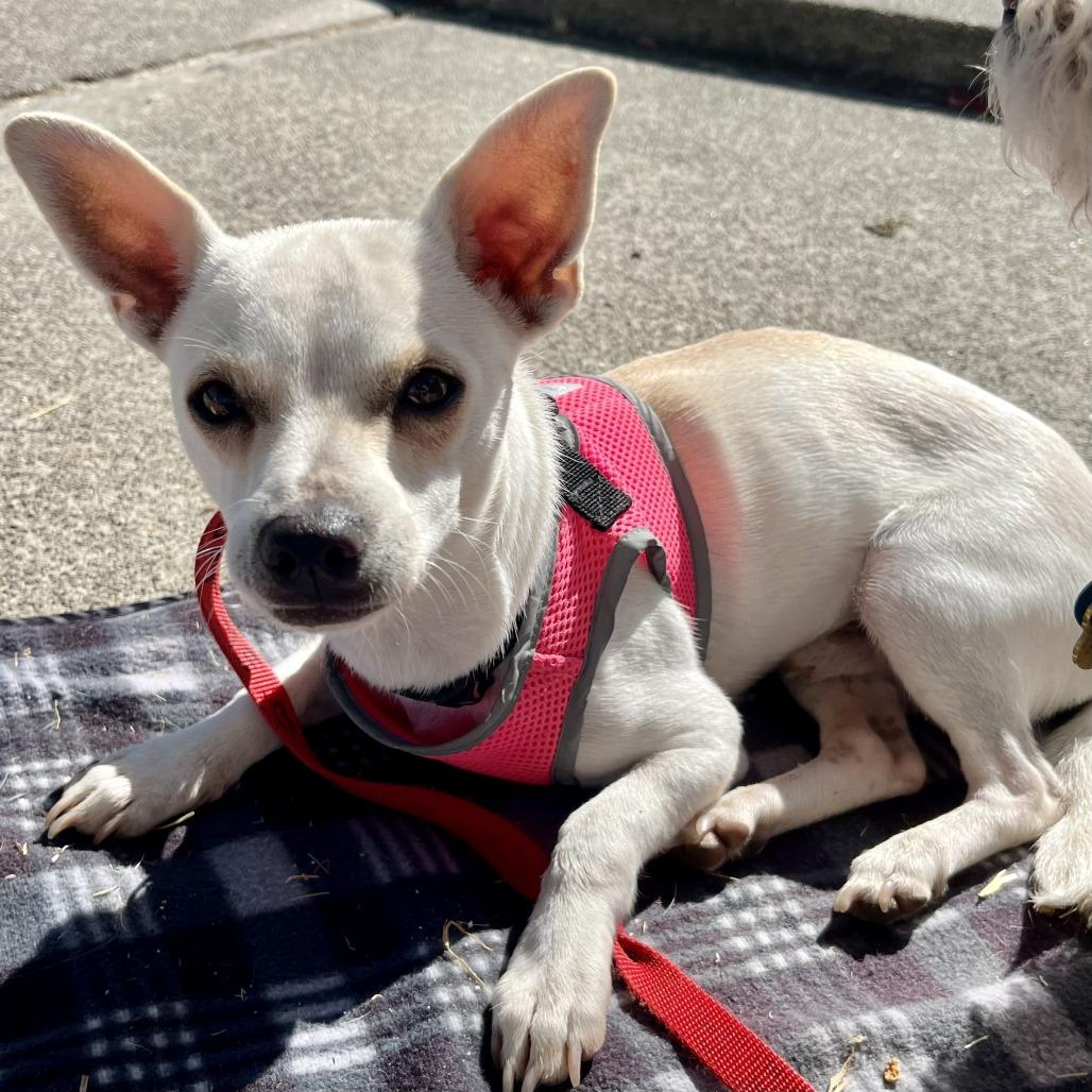 Peanut, a Adoptable Chihuahua in Sonoma, CA image 5/5