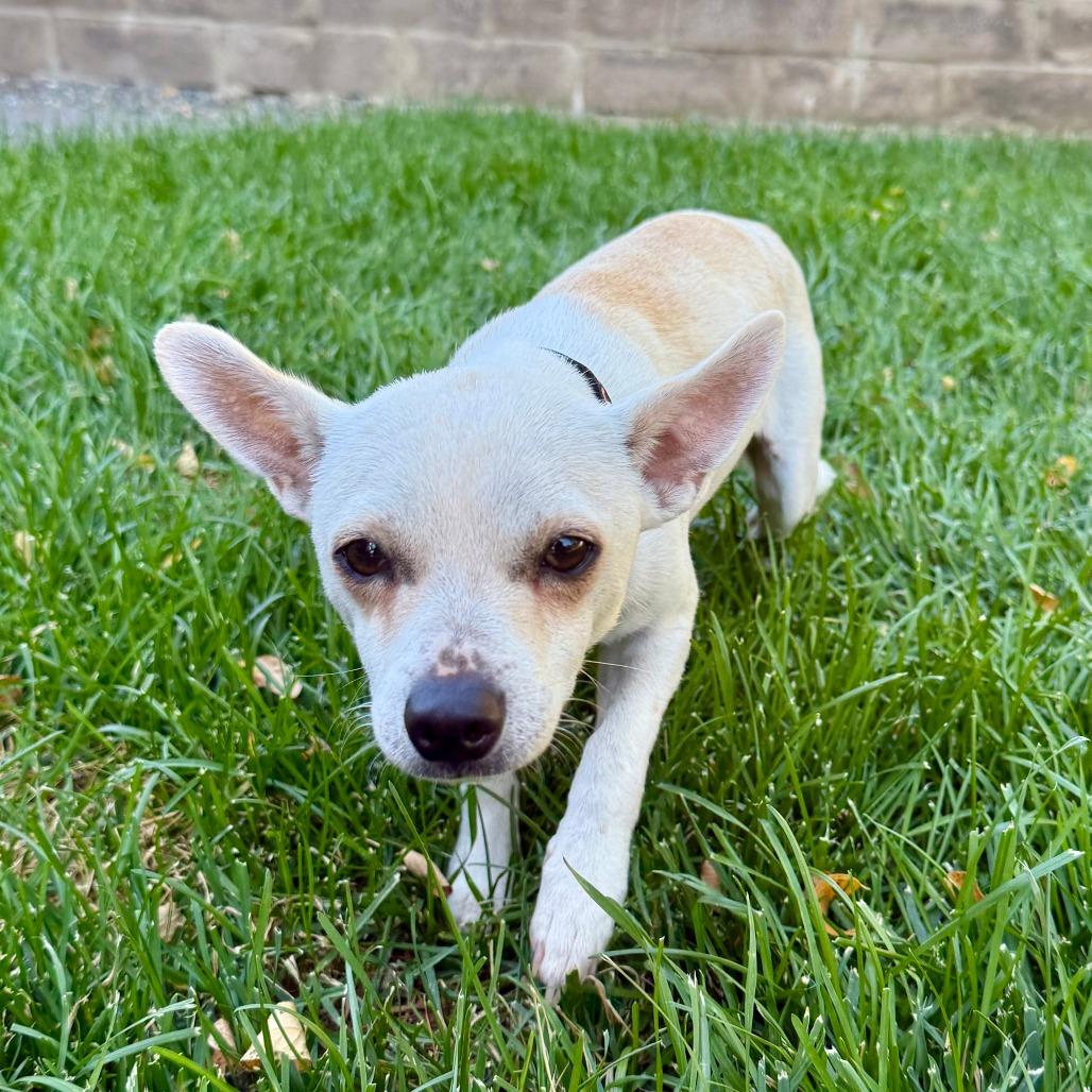 Enlarge Peanut, a Adoptable Chihuahua in Sonoma, CA image 5/5