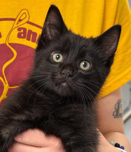 The Void, Adoptable, Kitten Male Domestic Medium Hair & Domestic Short Hair.