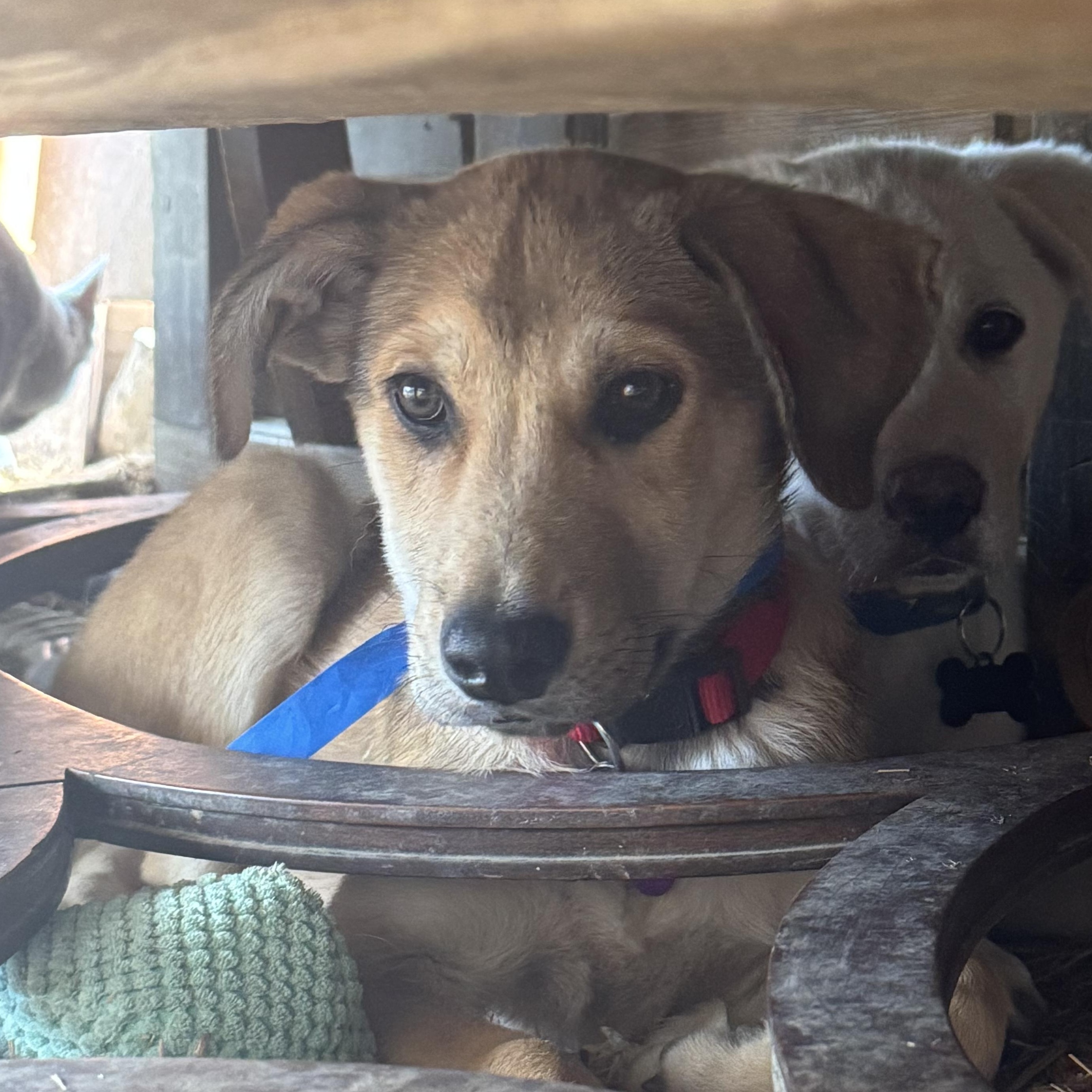 Enlarge Maize, a Adoptable mixed breed in Carson, NM image 1/3
