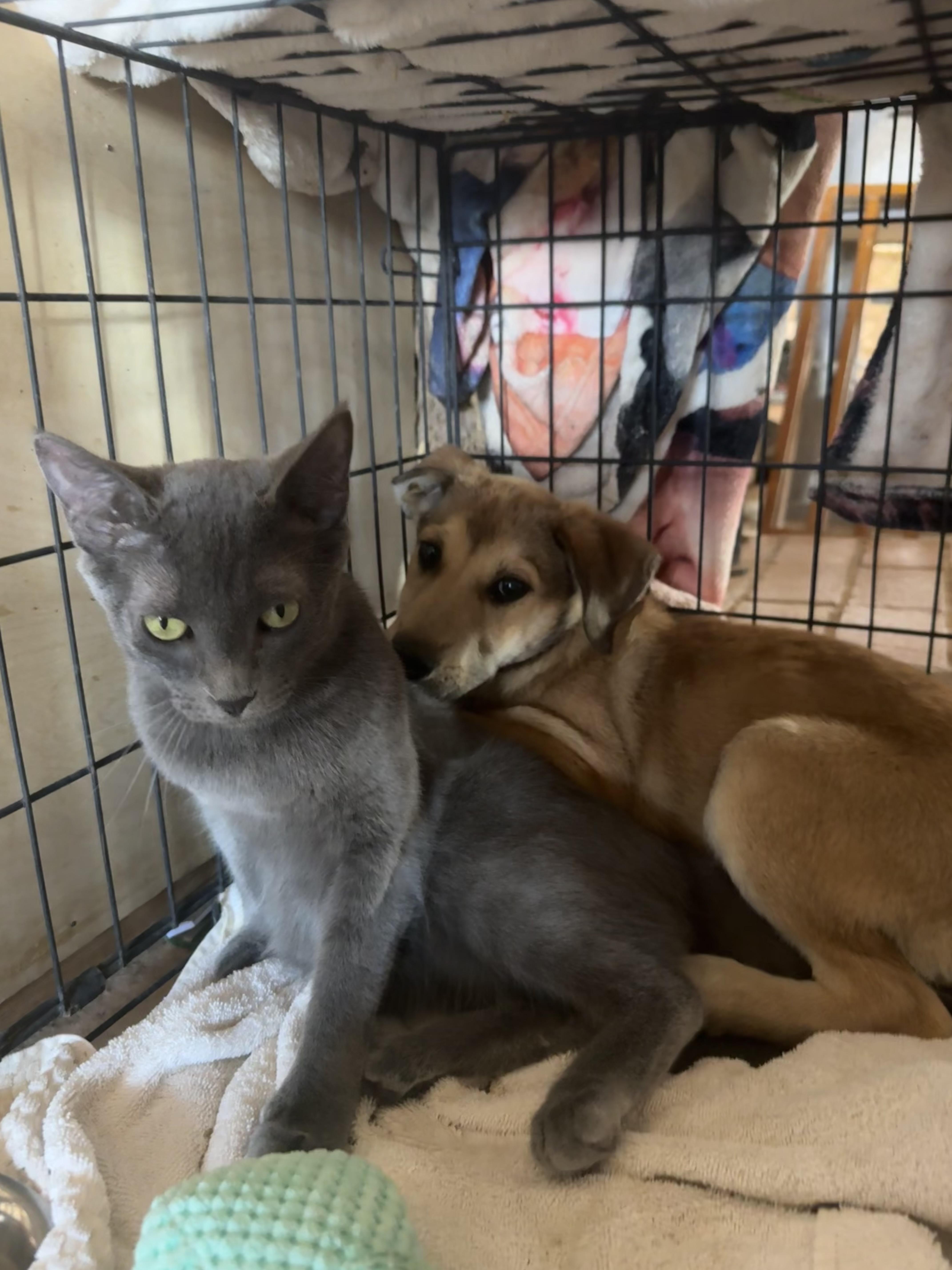 Enlarge Maize, a Adoptable mixed breed in Carson, NM image 2/3