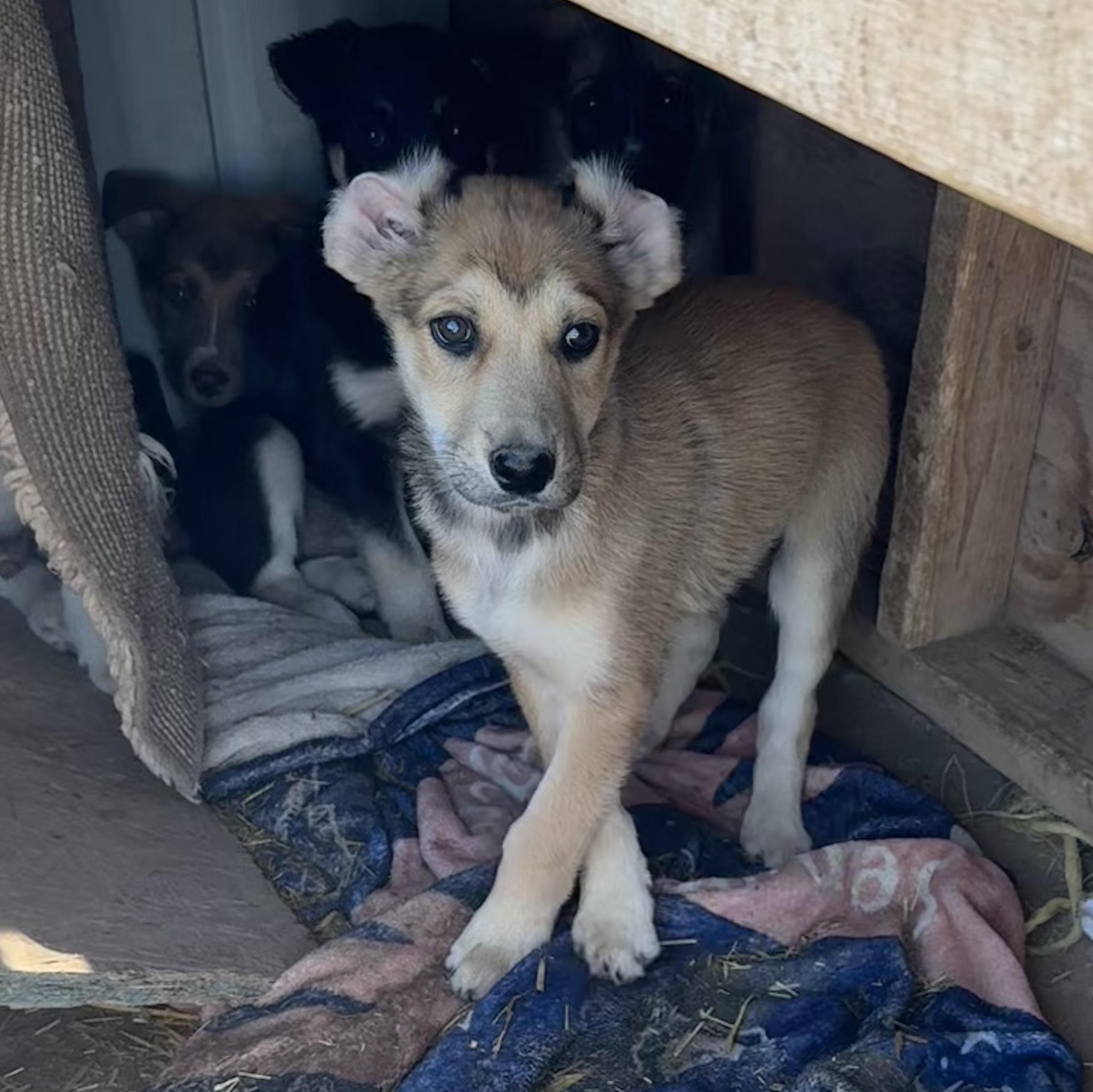 Maize, Adoptable, Puppy Male Mixed Breed.