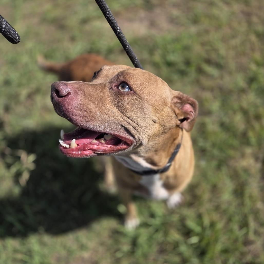 Phoebe, Adoptable, Senior Female Mixed Breed & Pit Bull Terrier.