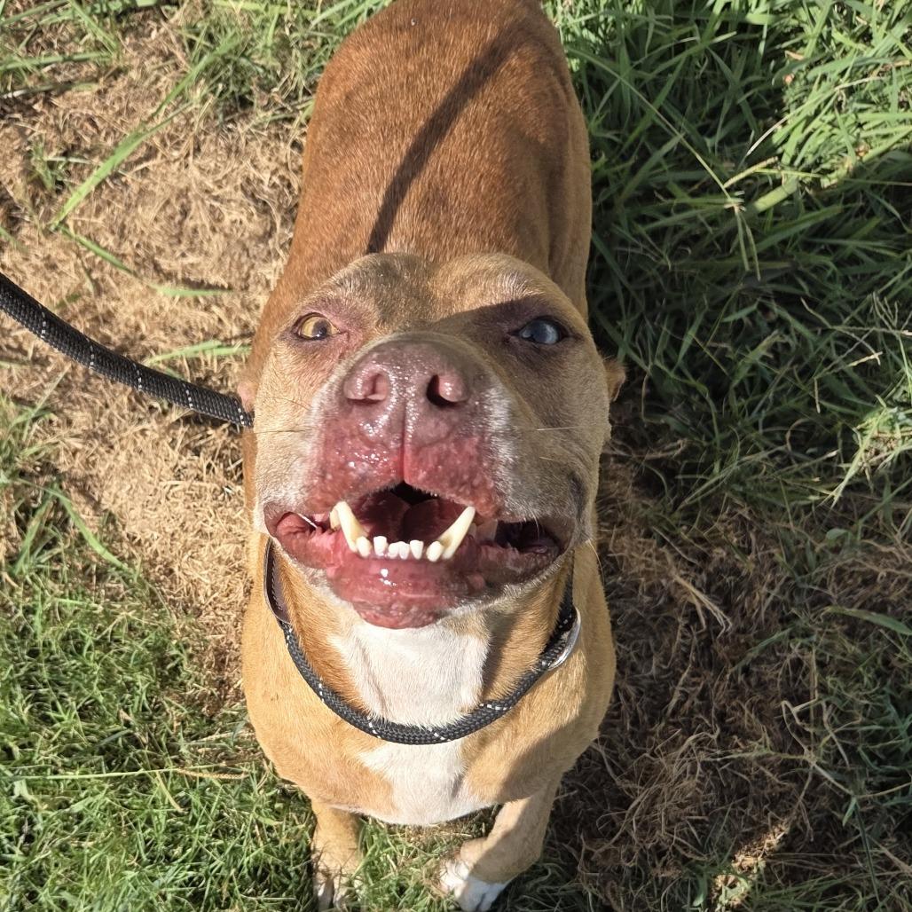 Enlarge Phoebe, a Adoptable mixed breed in Durant, OK image 2/2