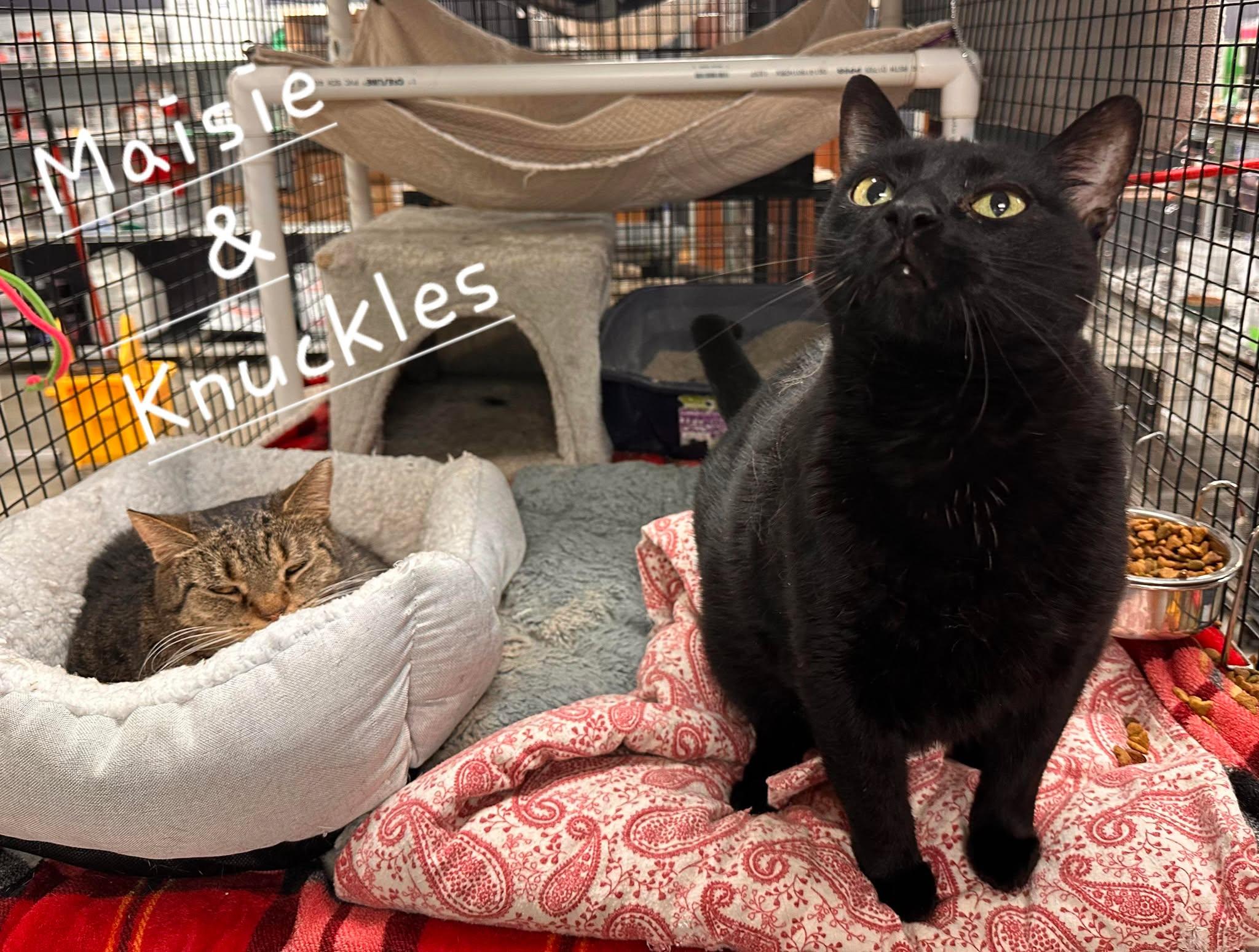 Maisie&Knuckles, Adult Female unknown