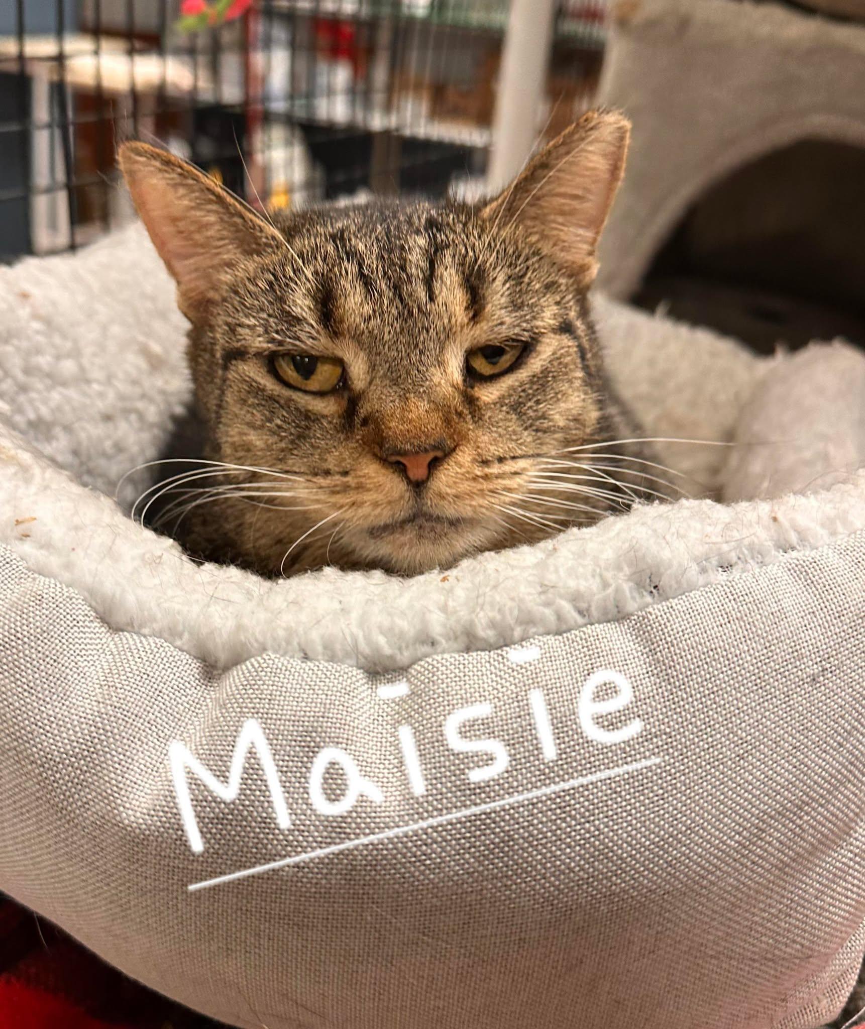 Maisie&Knuckles photo 2