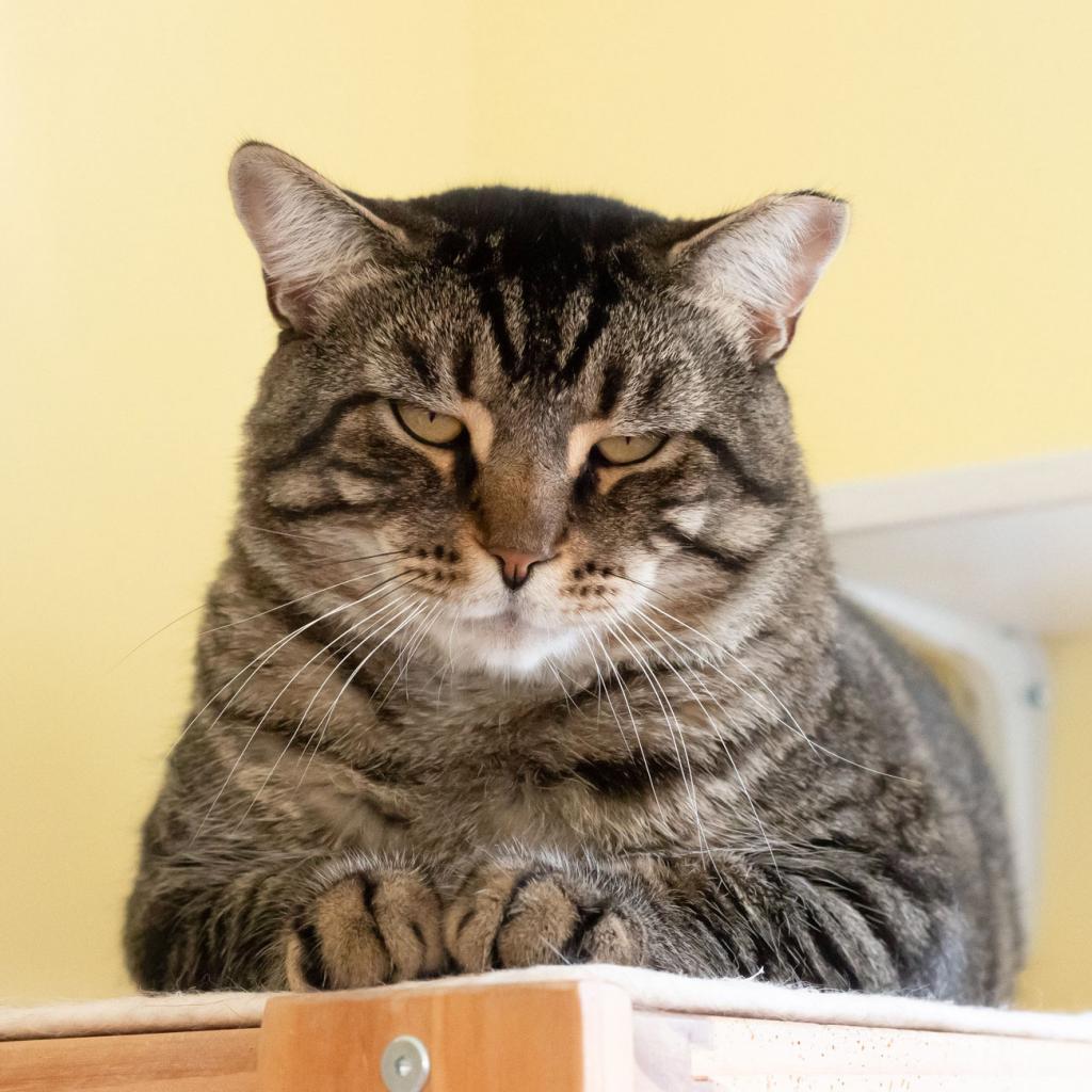 Enlarge TBD, a Adoptable Domestic Short Hair in McKean, PA image 1/6