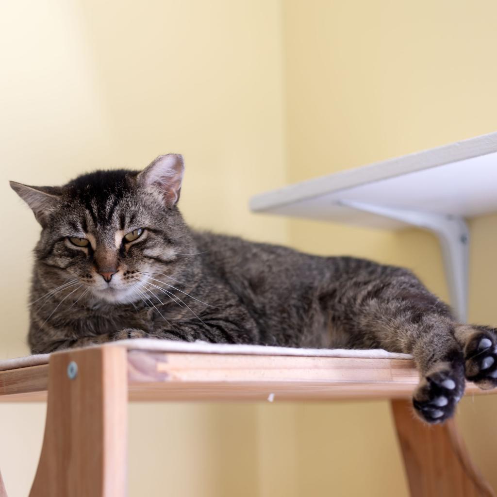 Enlarge TBD, a Adoptable Domestic Short Hair in McKean, PA image 2/6