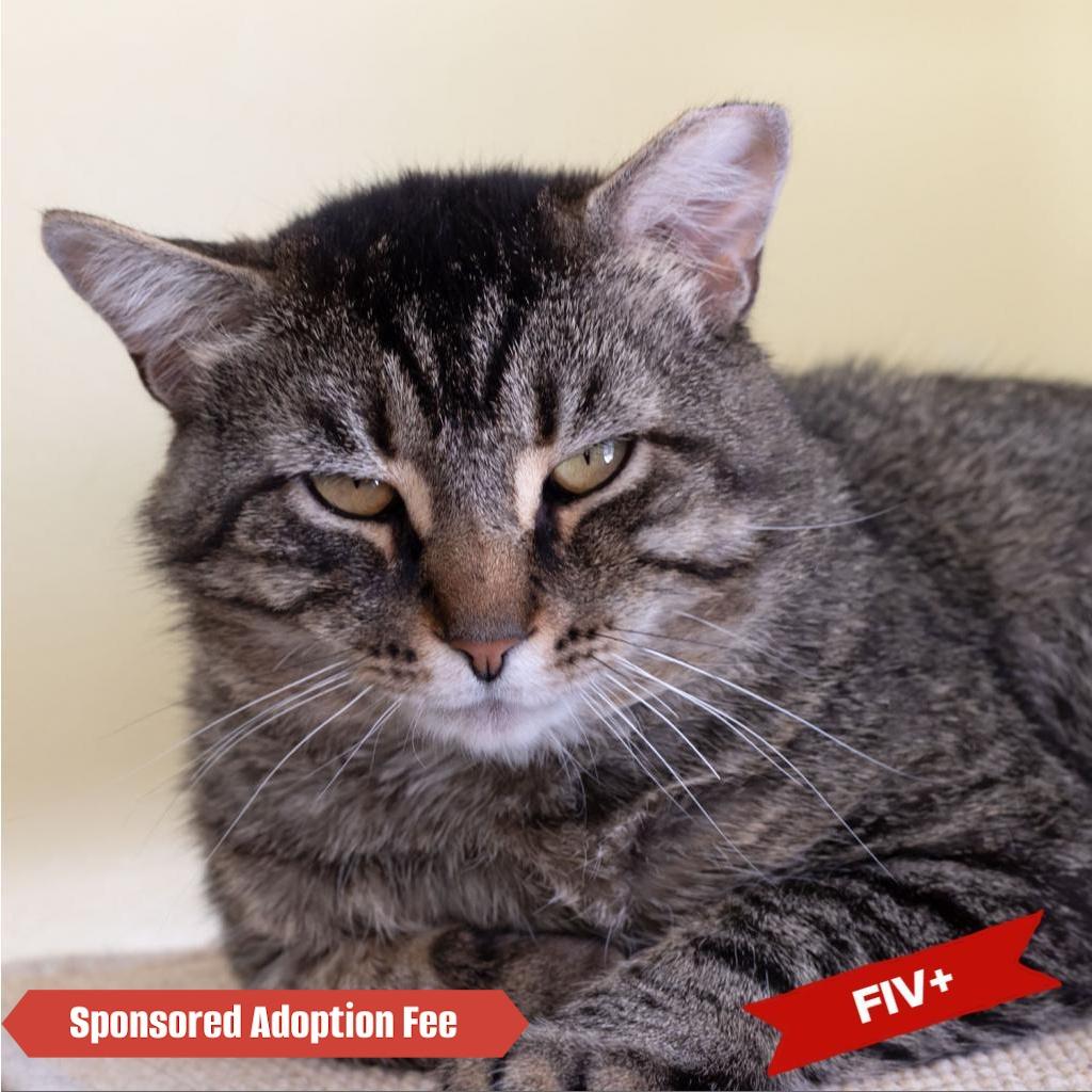 Enlarge TBD, a Adoptable Domestic Short Hair in McKean, PA image 3/6