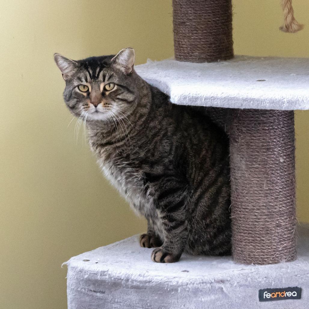 Enlarge TBD, a Adoptable Domestic Short Hair in McKean, PA image 4/6