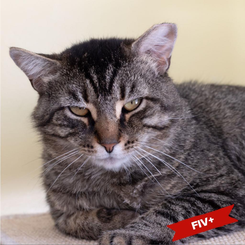 Enlarge TBD, a Adoptable Domestic Short Hair in McKean, PA image 5/6