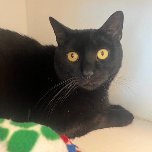 Ace (ID 49470/4114), ADOPTABLE, Adult Male Domestic Short Hair.