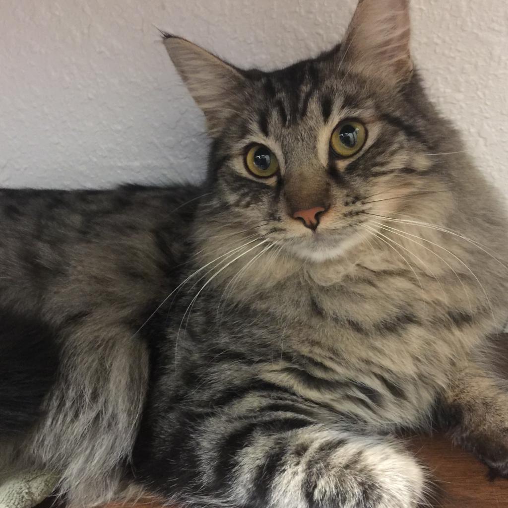 Enlarge Woody, a Adoptable Domestic Long Hair in Pleasant Hill, CA image 2/6