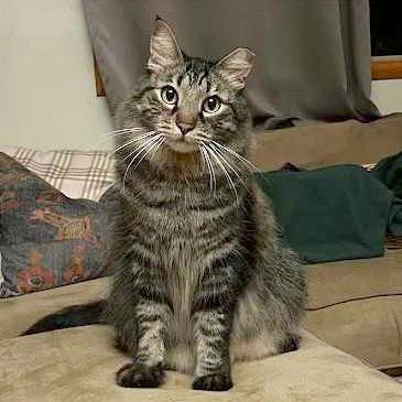 Enlarge Woody, a Adoptable Domestic Long Hair in Pleasant Hill, CA image 3/6