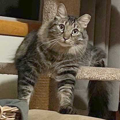 Enlarge Woody, a Adoptable Domestic Long Hair in Pleasant Hill, CA image 5/6