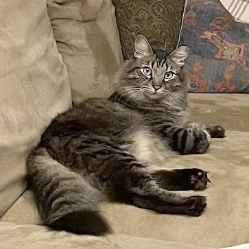 Enlarge Woody, a Adoptable Domestic Long Hair in Pleasant Hill, CA image 6/6